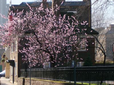 blossom tree