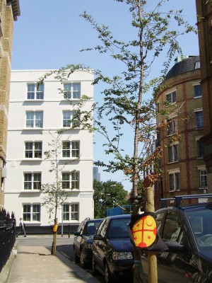 The trees in Sanctuary Street