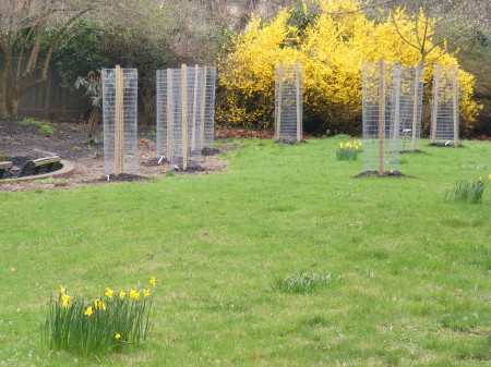 Some of the new fruit trees in the community orcha