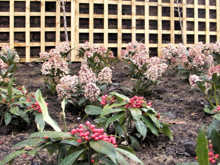 Community orchard planted in Archbishop’s Park