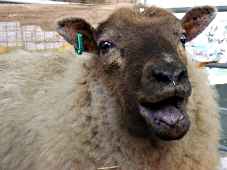 3-week-old lambs at Borough Market to promote Real Food Festival