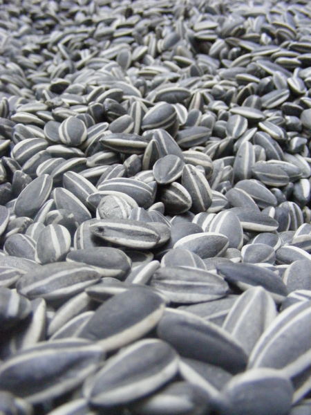 Sunflower Seeds by Ai Weiwei