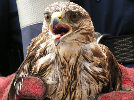 Police rescue injured bird of prey from River Thames