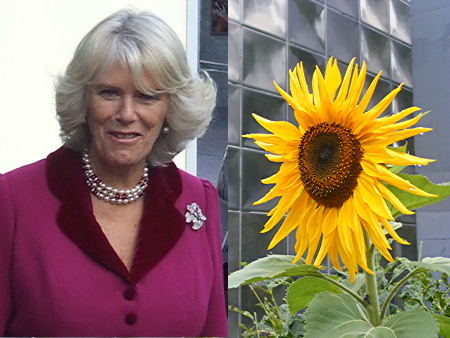 Duchess of Cornwall to go guerrilla gardening at Elephant & Castle