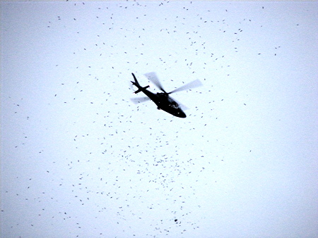 Poems rain down on Jubilee Gardens from helicopter