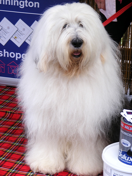 Dulux dog drops in to Lower Marsh on Independents' Day
