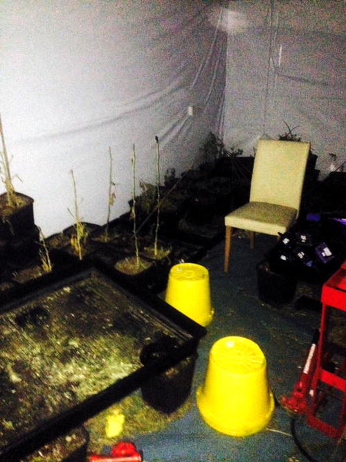 Police raid Bermondsey cannabis factory and seize 90 plants