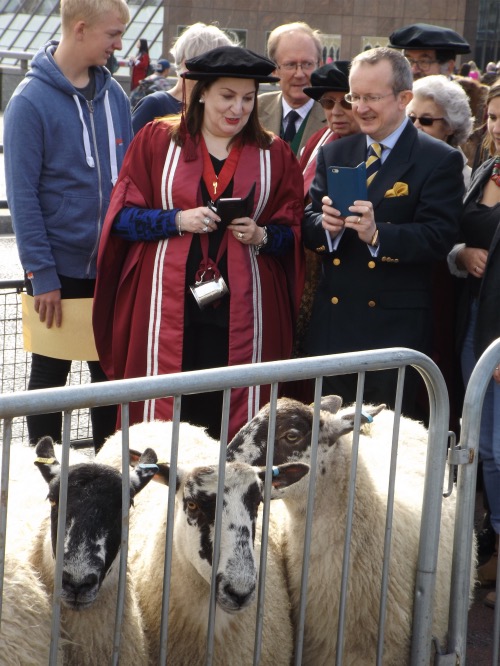 Woolmen stage London Bridge sheep drive 