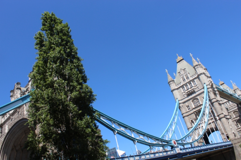 Tower Bridge poplar: council issues tree protection order