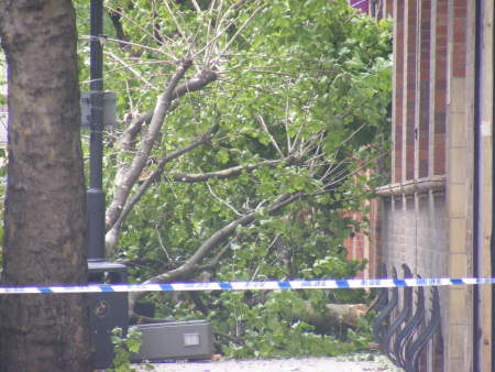 Woman killed as bus hits tree in Tower Bridge Road