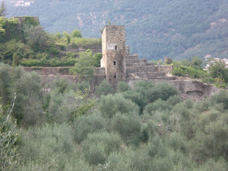 Bestagno olive groves