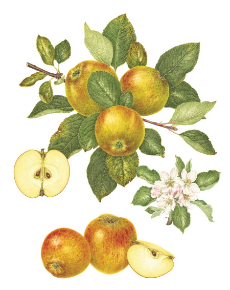 Elizabeth Dowle: Malus domestica 'Ribston Pippin'