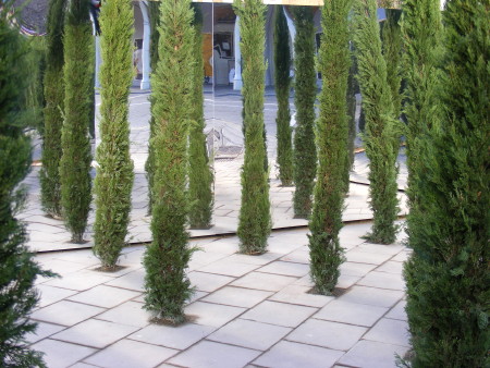 Forest in Emma Cons Gardens