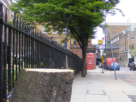 'Dangerous' St Thomas Street trees cut down by TfL