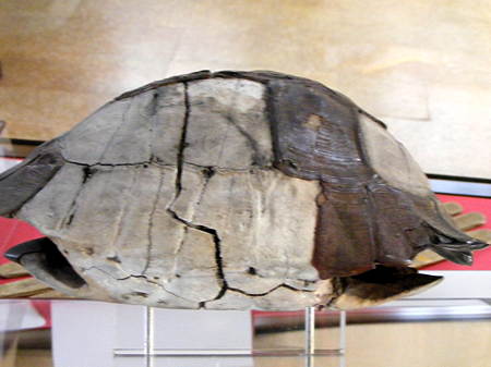 Archbishop Laud's tortoise