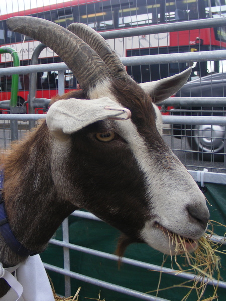 Cherie Blair and Cilla Black lead goats across London Bridge