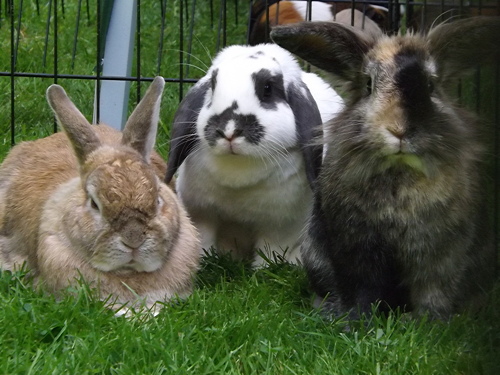 Rabbits from Vauxhall City Farm at SummerFest in A