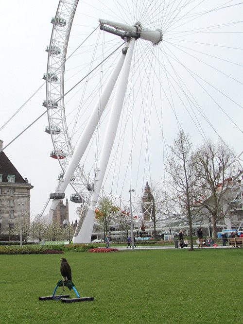 Hawk hired to keep pigeons at bay in South Bank’s Jubilee Gardens
