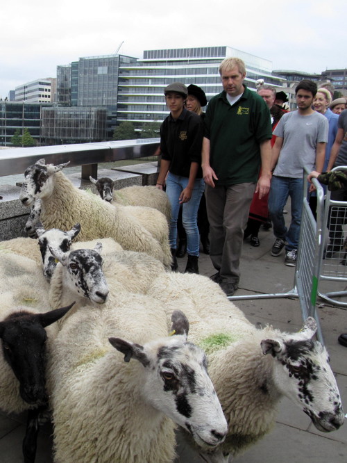 City freemen drive sheep across London Bridge