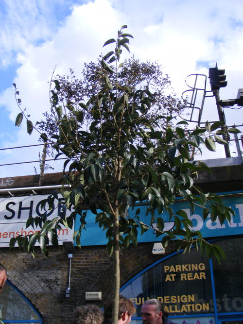 Vauxhall IDAHO tree replanted on Albert Embankment