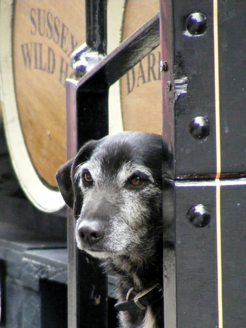 Harvey’s horses and dray visit Southwark