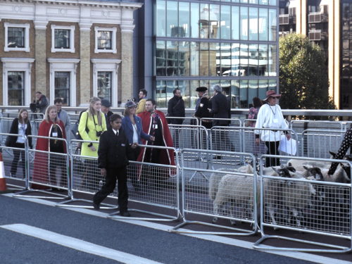 City freemen hold London Bridge sheep drive
