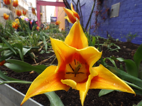 Pocket park brightens corner of Snowsfields and Weston Street