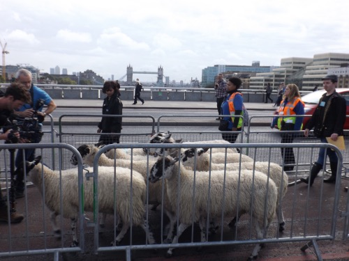 Woolmen stage London Bridge sheep drive 
