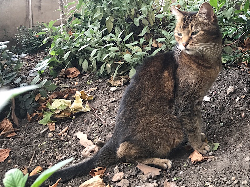 Doorkins the Cathedral Cat stars in new children’s book