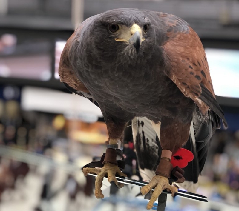 Hawk to patrol Waterloo Station twice a week to deter pigeons