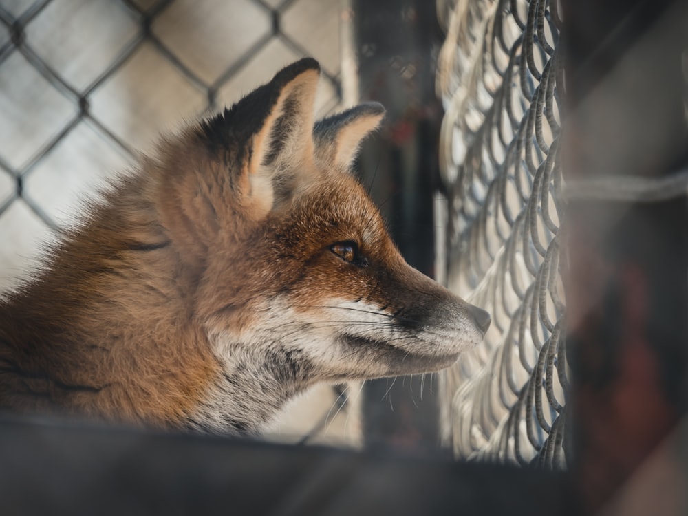 Firefighters rescue fox from bridge abutment at Blackfriars