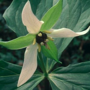 Trillium