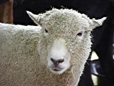 Wartime Farm at Geraldine Mary Harmsworth Park