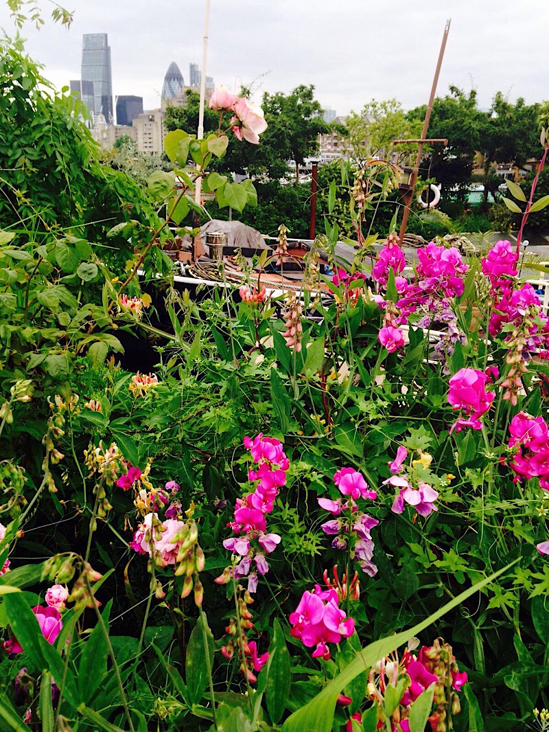 National Garden Scheme at Downings Roads Moorings