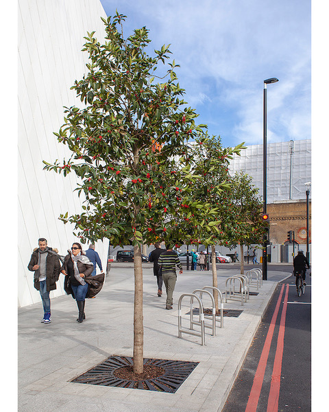 The urban forest and the tree officers who manage it at Southwark Underground Station